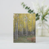 Aspens gelbes Glühen Postkarte (Stehend Vorderseite)