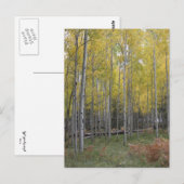 Aspens gelbes Glühen Postkarte (Vorne/Hinten)