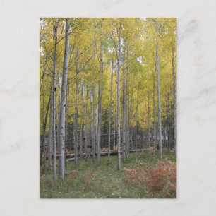 Aspens gelbes Glühen Postkarte