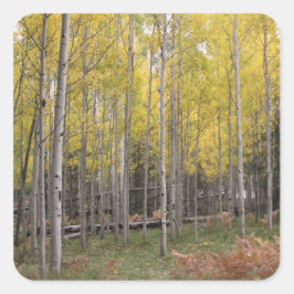 Aspens gelbes Glühen Quadratischer Aufkleber
