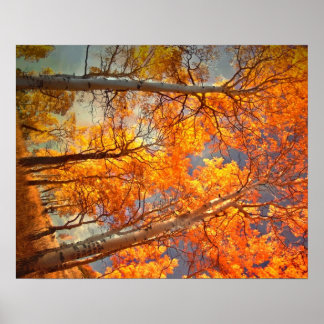 Aspens Glory Poster