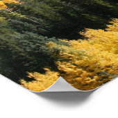 Aspens in Colorado Poster (Ecke)