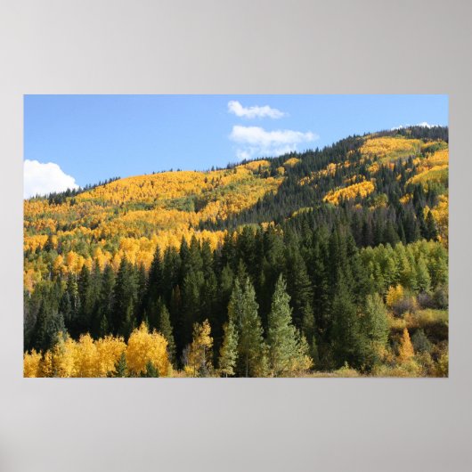 Aspens in Colorado Poster (Vorne)