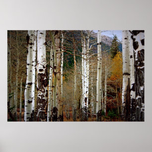 Aspens in der Gebirgskarte Poster