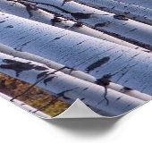 Aspens in Gunnison National Park Poster (Ecke)