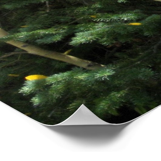 Aspens Poster (Ecke)