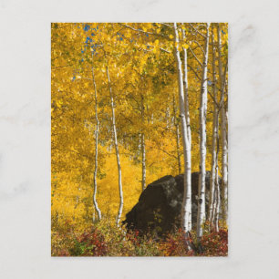 Aspens Postkarte