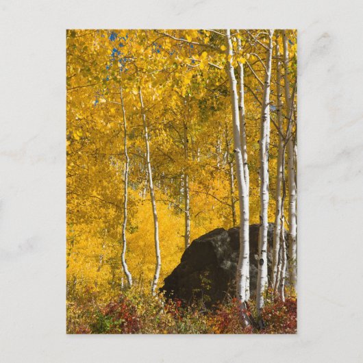 Aspens Postkarte (Vorderseite)