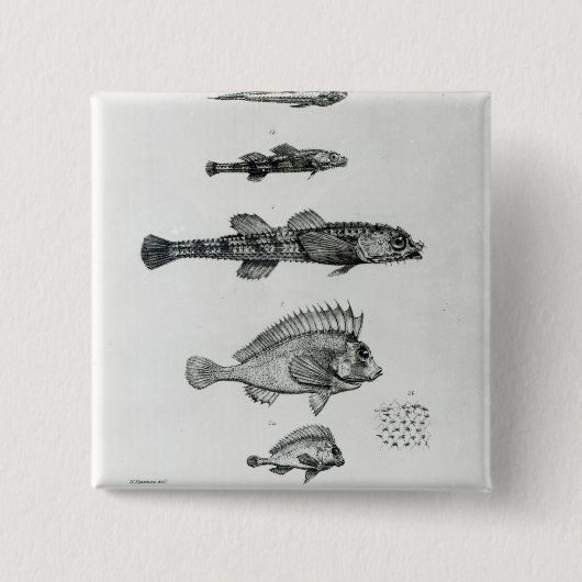 Aspidophorus Chiloensis und Agriopus Hispidus Button (Vorderseite)
