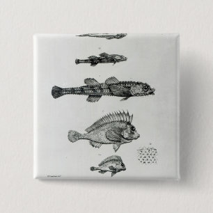 Aspidophorus Chiloensis und Agriopus Hispidus Button