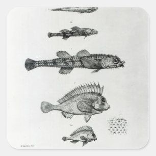 Aspidophorus Chiloensis und Agriopus Hispidus Quadratischer Aufkleber