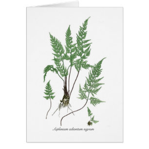 Asplenium Adiantum nigrum