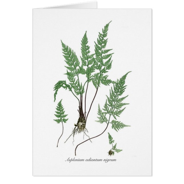 Asplenium Adiantum nigrum (Vorne)