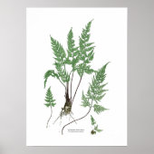 Asplenium adiantum nigrum poster (Vorne)