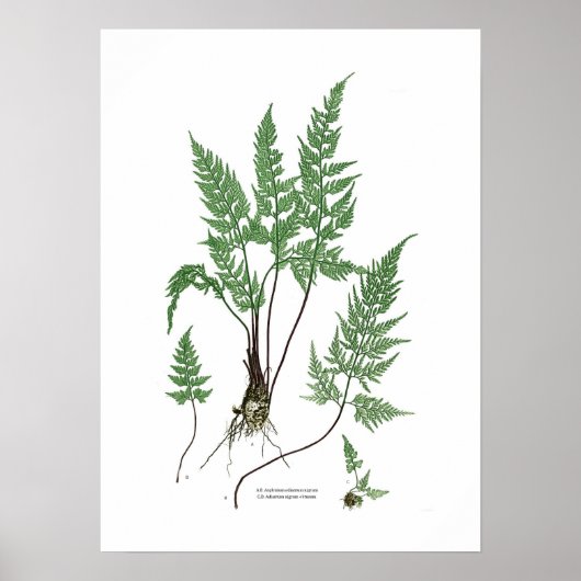 Asplenium adiantum nigrum poster (Vorne)