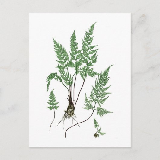 Asplenium adiantum nigrum postkarte (Vorderseite)