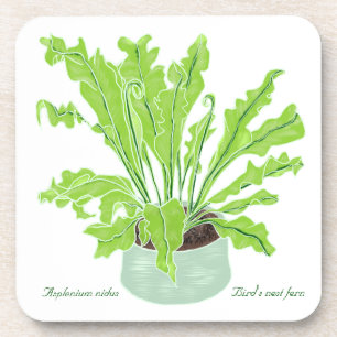 Asplenium Bird's Nestfarn - zeichnend auf Weiß. Getränkeuntersetzer