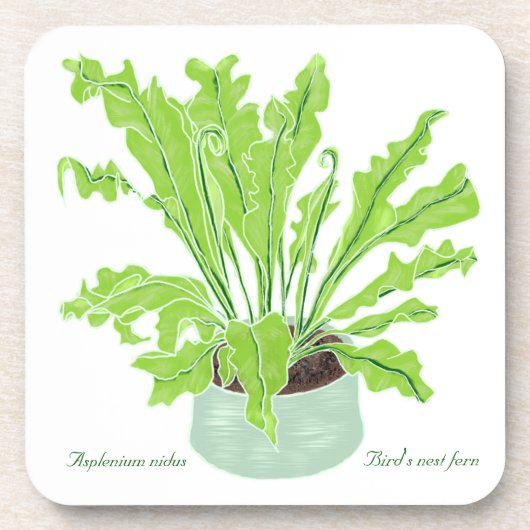 Asplenium Bird's Nestfarn - zeichnend auf Weiß. Getränkeuntersetzer (Vorderseite)