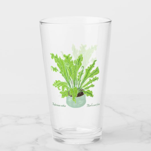 Asplenium Bird's Nestfarn - zeichnend auf Weiß. Glas (Vorderseite)