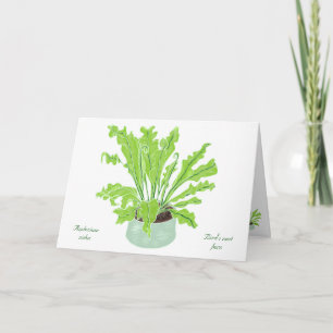 Asplenium Bird's Nestfarn - zeichnend auf Weiß. Karte