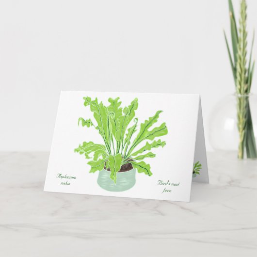 Asplenium Bird's Nestfarn - zeichnend auf Weiß. Karte (Vorderseite)