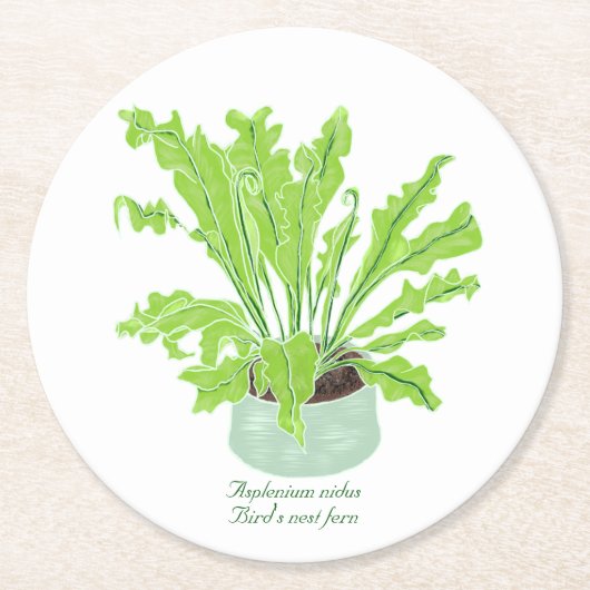 Asplenium Bird's Nestfarn - zeichnend auf Weiß. Runder Pappuntersetzer (Vorderseite)