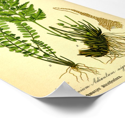 Asplenium trichomane (Asplenium trichomanes) Poster (Ecke)