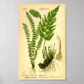 Asplenium trichomane (Asplenium trichomanes) Poster (Vorne)