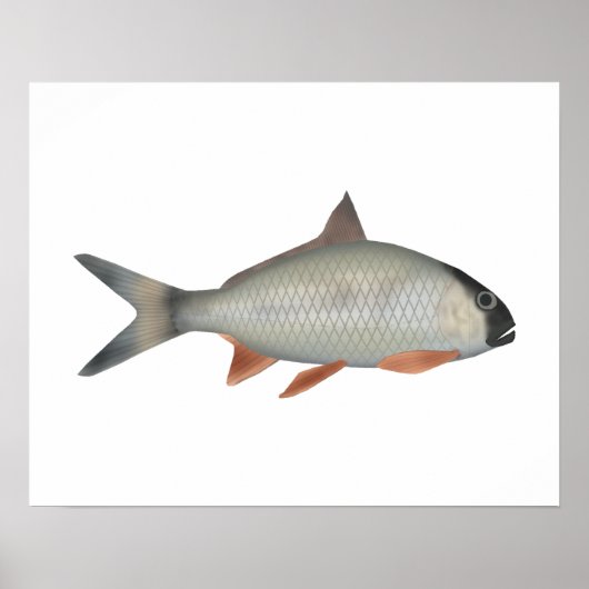 Assamesischer Königsfisch Poster (Vorne)