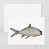 Assamesischer Königsfisch Postkarte (Vorne/Hinten)