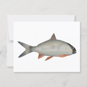 Assamesischer Königsfisch Postkarte