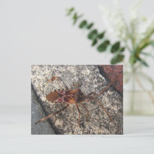 Assassin Bug ~ Postkarte (Stehend Vorderseite)