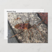 Assassin Bug ~ Postkarte (Vorne/Hinten)