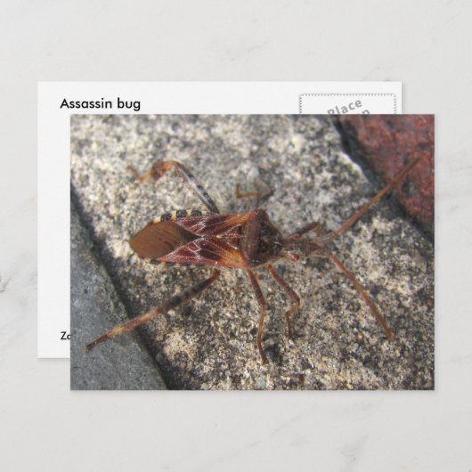 Assassin Bug ~ Postkarte (Vorne/Hinten)