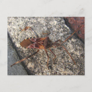 Assassin Bug ~ Postkarte
