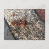 Assassin Bug ~ Postkarte (Vorderseite)