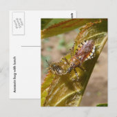 Assassin-Fehler ~ Postkarte (Vorne/Hinten)