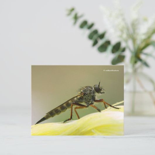Assassin Fly Robber Fly Postkarte (Stehend Vorderseite)