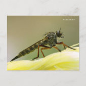 Assassin Fly Robber Fly Postkarte (Vorderseite)