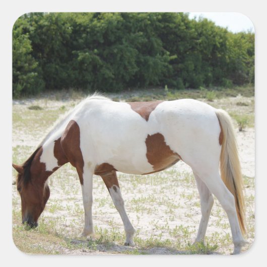 Assatea Island Pferd Quadratischer Aufkleber (Vorderseite)
