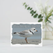 Assateague Island Piping Plover Postkarte (Stehend Vorderseite)