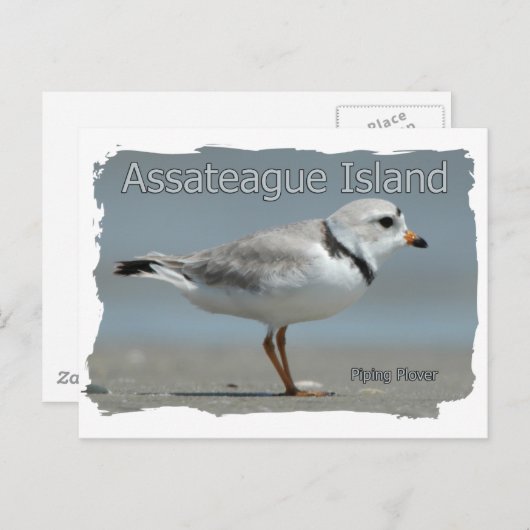 Assateague Island Piping Plover Postkarte (Vorne/Hinten)