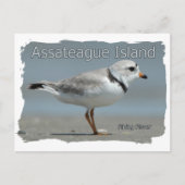 Assateague Island Piping Plover Postkarte (Vorderseite)