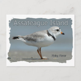 Assateague Island Piping Plover Postkarte