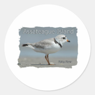 Assateague Island Piping Plover Runder Aufkleber