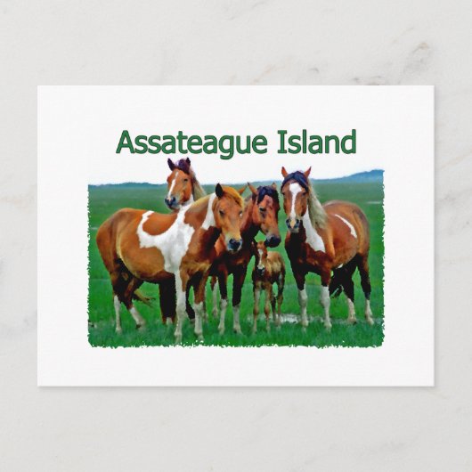 Assateague Island (Pony family) Postkarte (Vorderseite)
