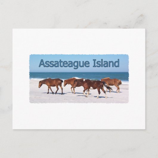 Assateague Island (Ponys auf Beachlogo) Postkarte (Vorderseite)