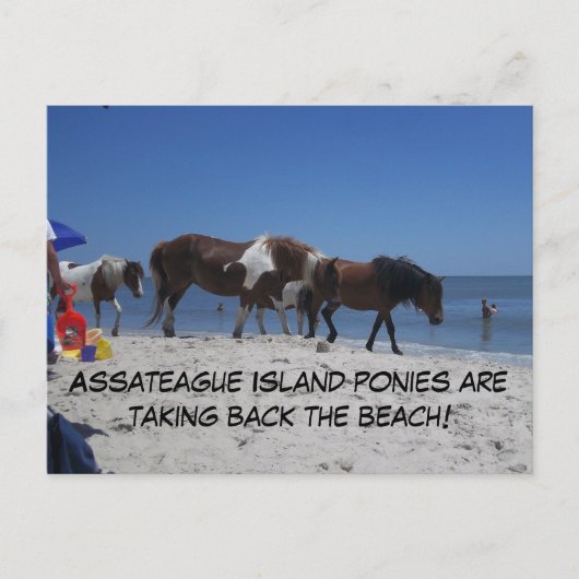 Assateague Island Ponys nehmen Back Beach Postkarte (Vorderseite)