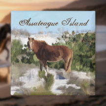 Assateague Island Wild Horse