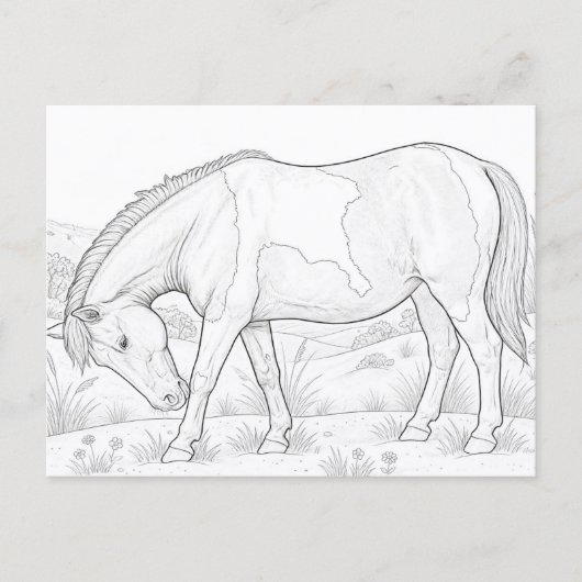 Assateague-Pferd Postkarte (Vorderseite)